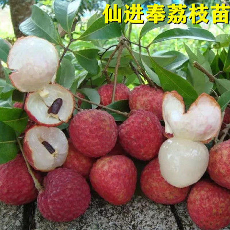 新品种仙进奉荔枝紫皮冰荔桂味妃子笑荔枝王南北可种