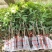 新品种仙进奉荔枝紫皮冰荔桂味妃子笑荔枝王南北可种