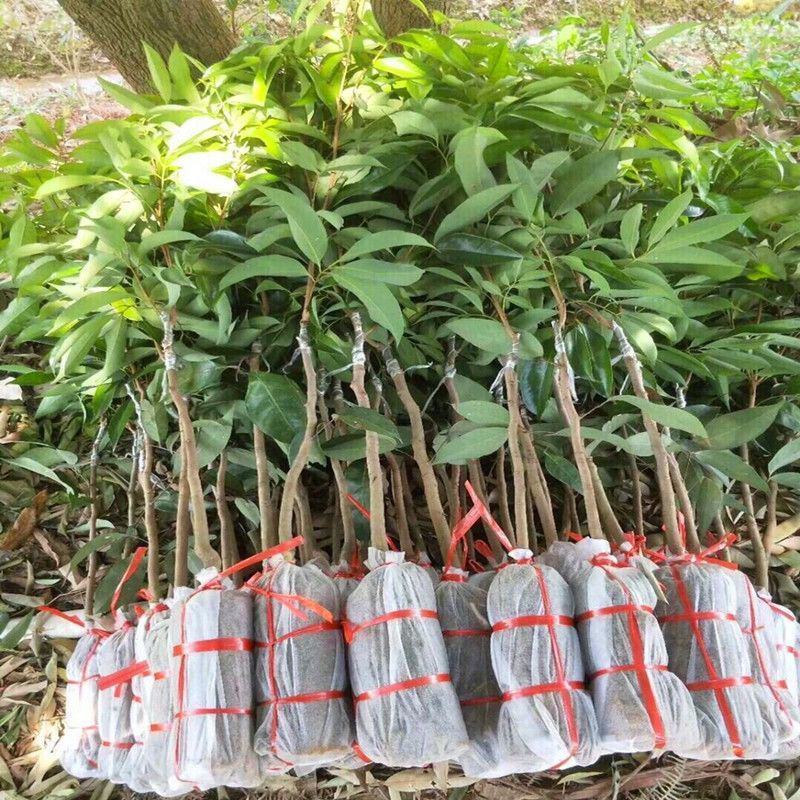 新品种仙进奉荔枝紫皮冰荔桂味妃子笑荔枝王南北可种
