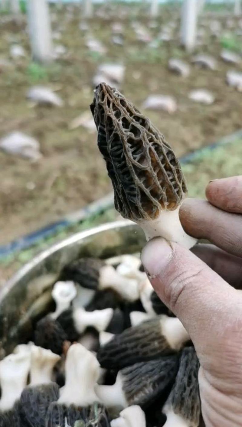 亏肾，虚气，羊肚菌菌炳。炒肉，炒腊肉。很香很香