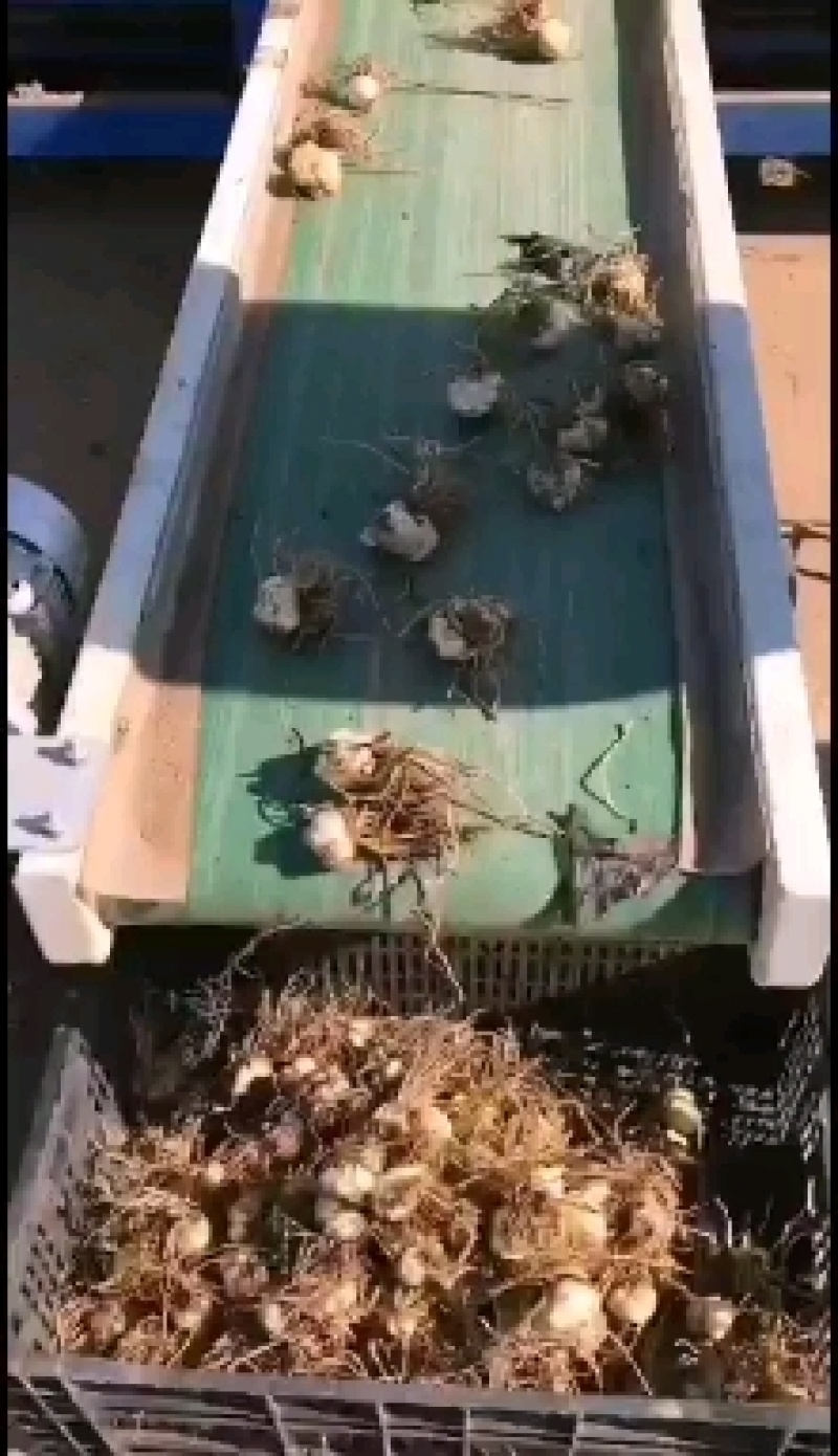 百合种球大球观赏耐寒多年生地栽花海公园庭院景区盆栽