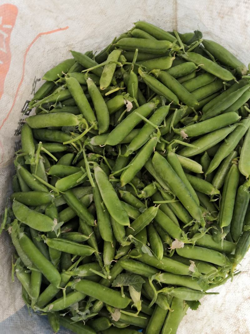 曲靖市本地精品豌豆长寿人