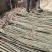甘肃杨树苗杨树苗批发30万颗1年生新疆杨甘肃玉门产地