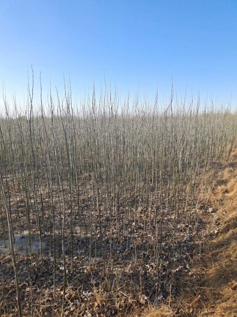 甘肃杨树苗杨树苗批发30万颗1年生新疆杨甘肃玉门产地