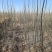 甘肃杨树苗杨树苗批发30万颗1年生新疆杨甘肃玉门产地