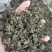 绞股蓝正品水洗绞股蓝精选泡水