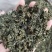 绞股蓝正品水洗绞股蓝精选泡水