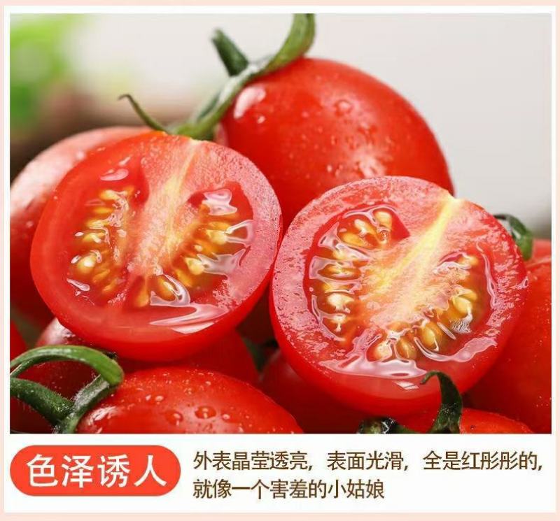 圣女果热卖千禧圣女果爆汁小番茄一件代发新鲜采摘