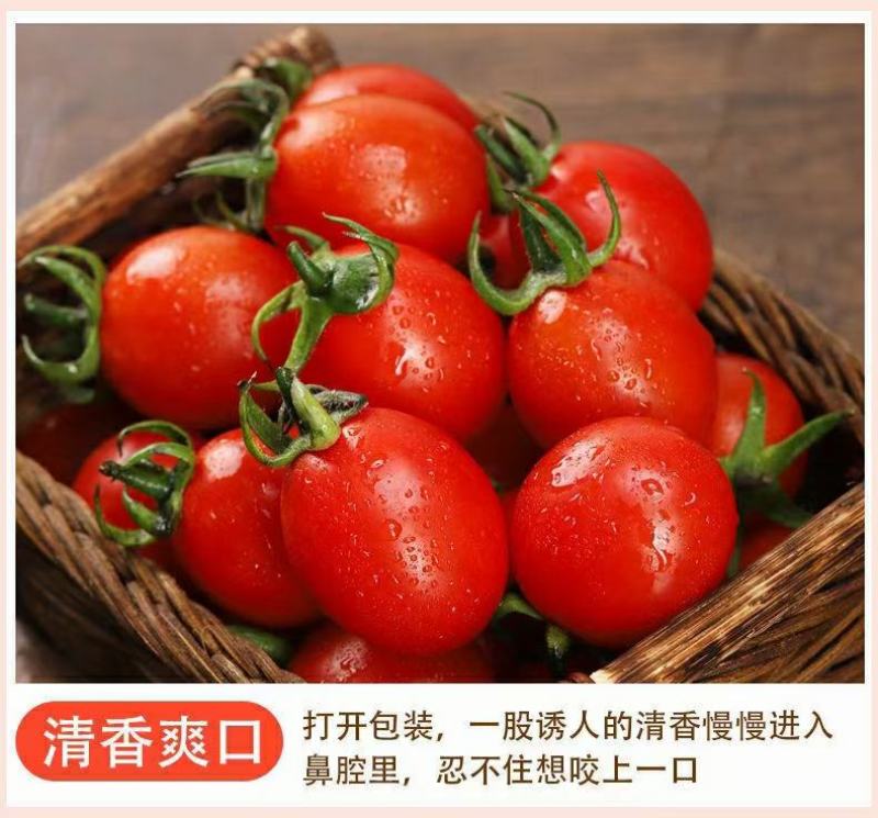 圣女果热卖千禧圣女果爆汁小番茄一件代发新鲜采摘
