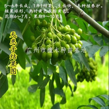 无患子树苗鬼见愁苗镇宅保平安植物木患子苗中药名贵