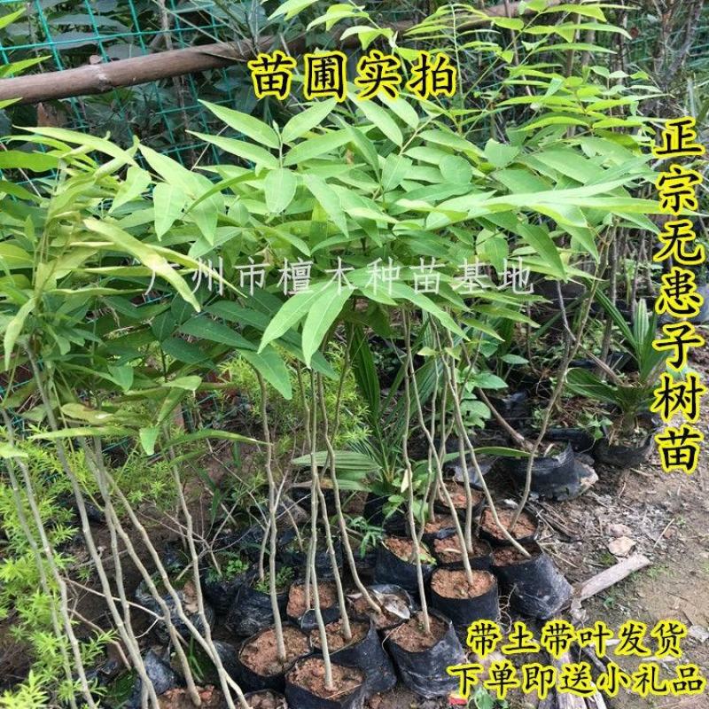 无患子树苗鬼见愁苗镇宅保平安植物木患子苗中药名贵