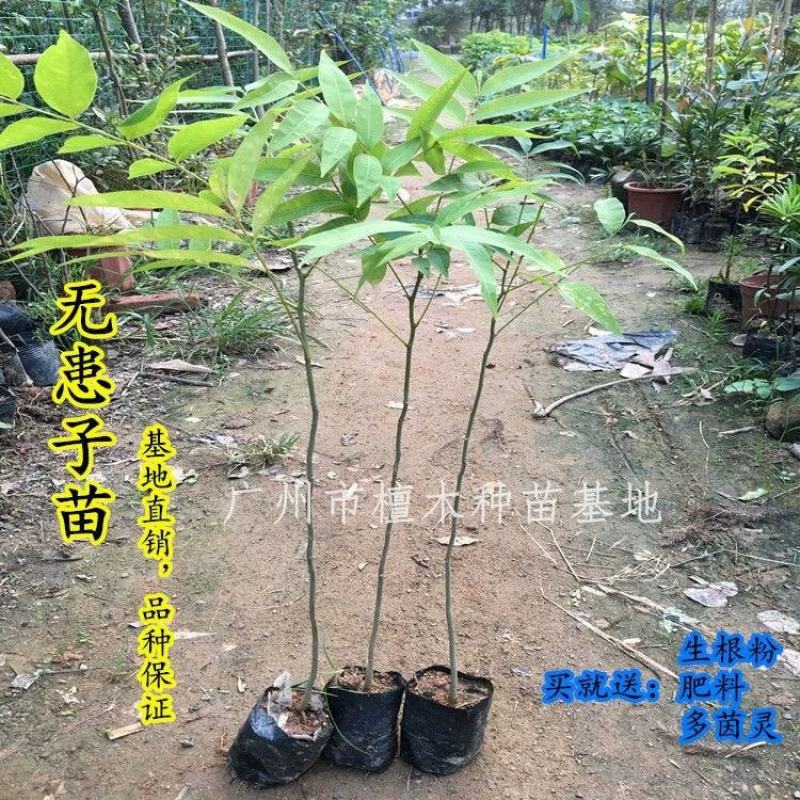 无患子树苗鬼见愁苗镇宅保平安植物木患子苗中药名贵