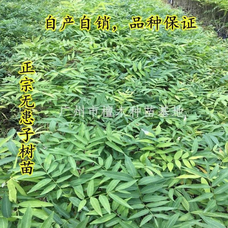 无患子树苗鬼见愁苗镇宅保平安植物木患子苗中药名贵