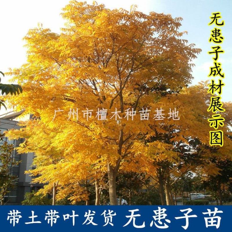 无患子树苗鬼见愁苗镇宅保平安植物木患子苗中药名贵