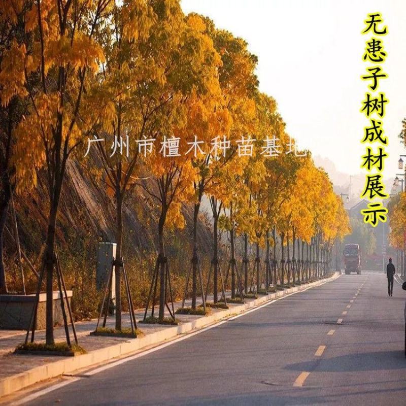 无患子树苗鬼见愁苗镇宅保平安植物木患子苗中药名贵