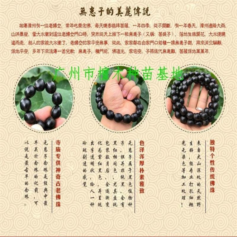 无患子树苗鬼见愁苗镇宅保平安植物木患子苗中药名贵