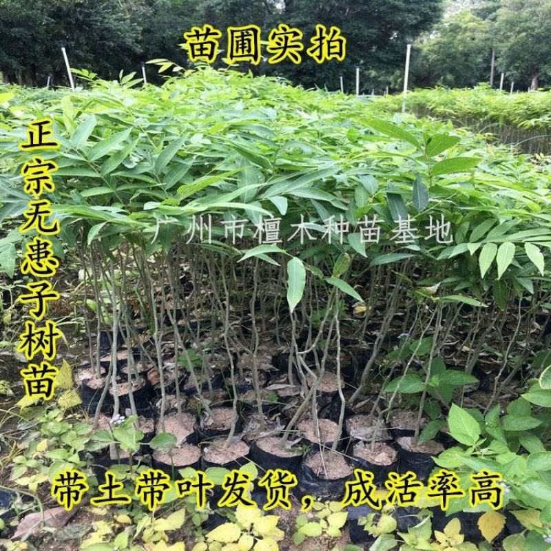 无患子树苗鬼见愁苗镇宅保平安植物木患子苗中药名贵