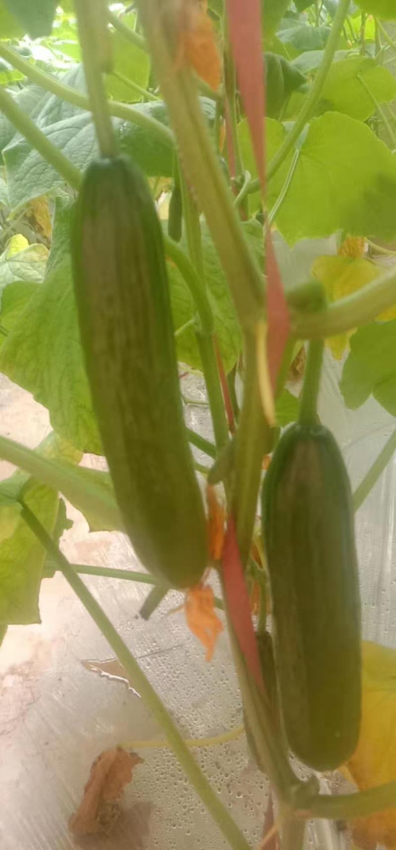 小黄瓜水果黄瓜无刺小黄瓜荷兰无次小黄瓜