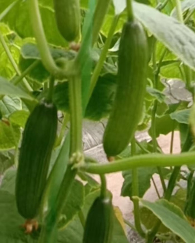 小黄瓜水果黄瓜无刺小黄瓜荷兰无次小黄瓜