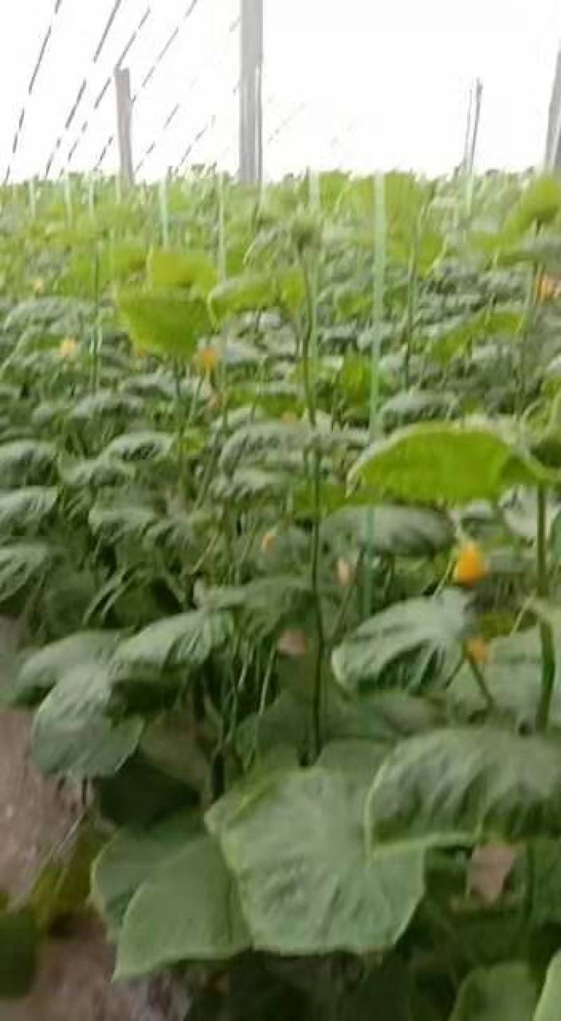 小黄瓜水果黄瓜无刺小黄瓜荷兰无次小黄瓜