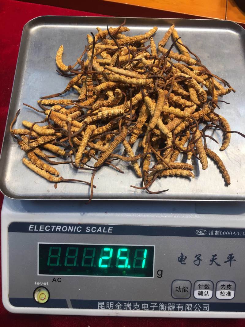 【冻干那曲虫草】一手货源冬虫夏草虫体金黄饱满味香营养更好