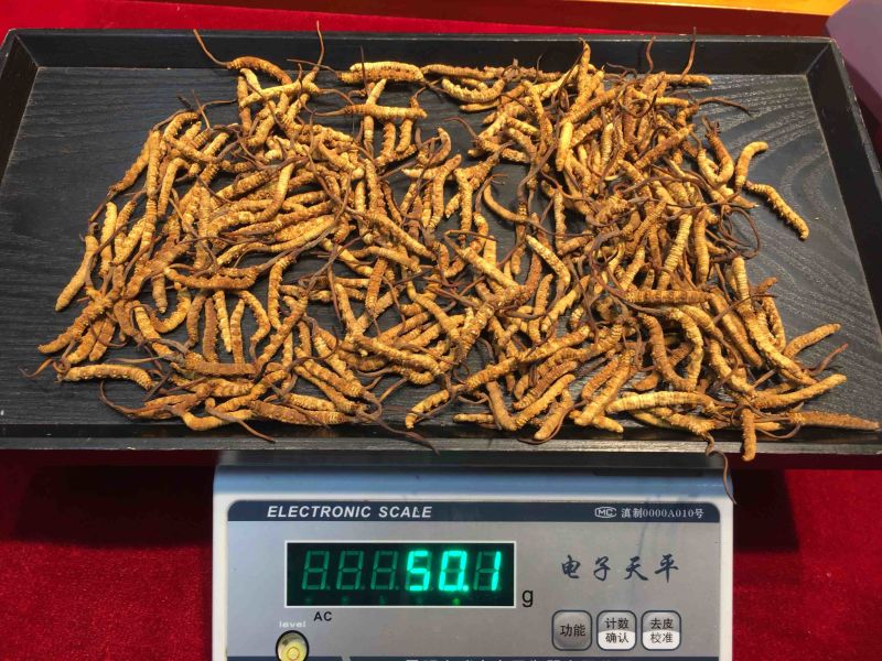 【冻干那曲虫草】一手货源冬虫夏草虫体金黄饱满味香营养更好