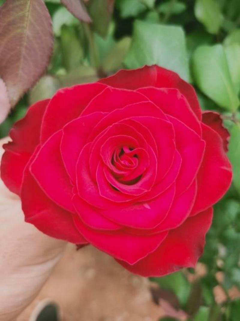 食用玫瑰滇红金边月季卡罗拉玫瑰丰花月季大花月季种苗