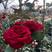 食用玫瑰滇红金边月季卡罗拉玫瑰丰花月季大花月季种苗