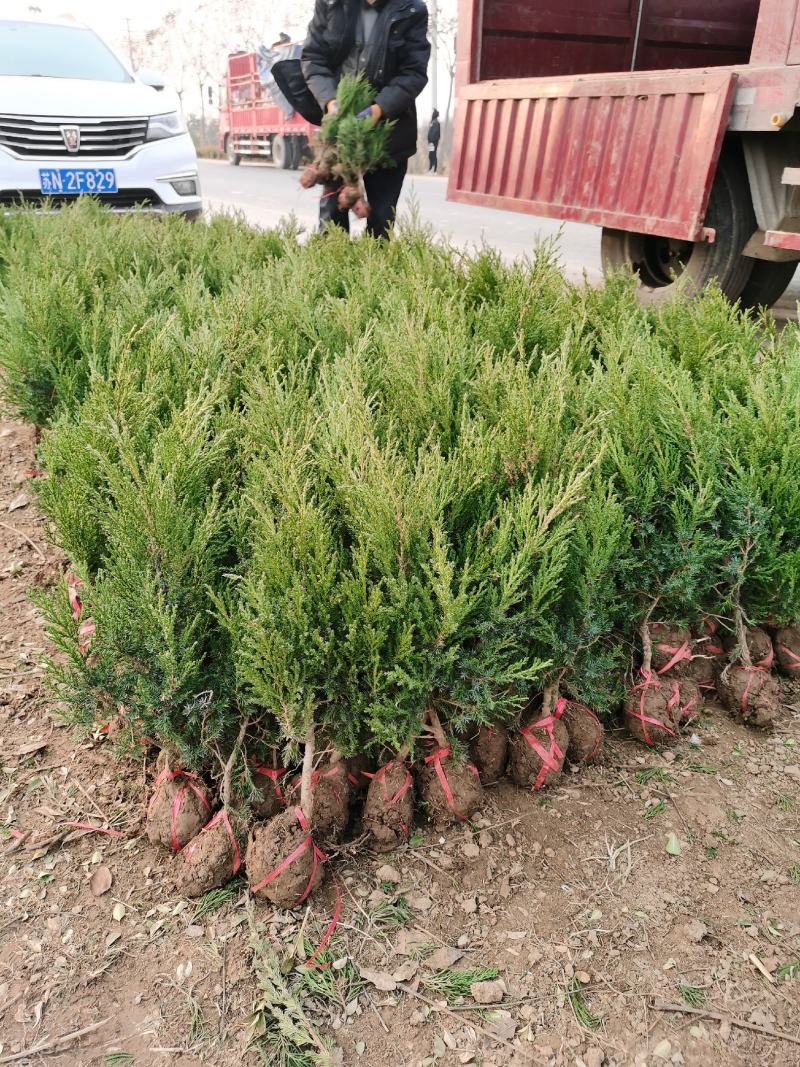 50公分塔柏苗价格60公分塔柏基地批发，量大优惠