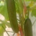 小黄瓜水果黄瓜无刺小黄瓜荷兰无次小黄瓜