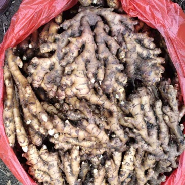 广西特产，火姜，大黄姜，大肉姜