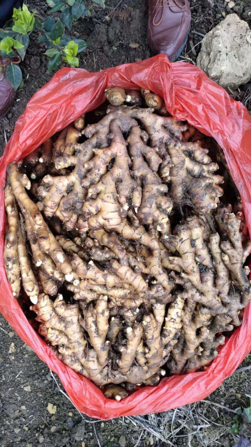 广西特产，火姜，大黄姜，大肉姜