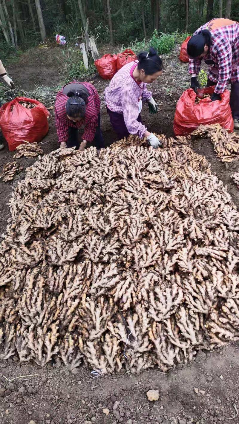 广西特产，火姜，大黄姜，大肉姜