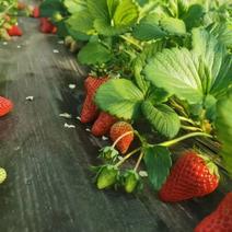 【热】奶油草莓自产自销大量上市欢迎采购商来选购