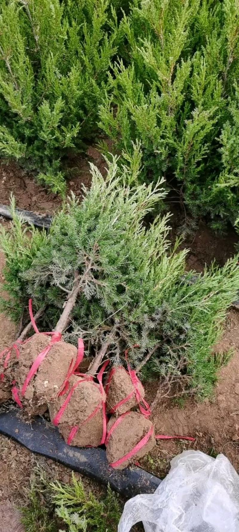 蜀桧（塔柏）清明扫墓用苗四季长青蜀桧价格便宜