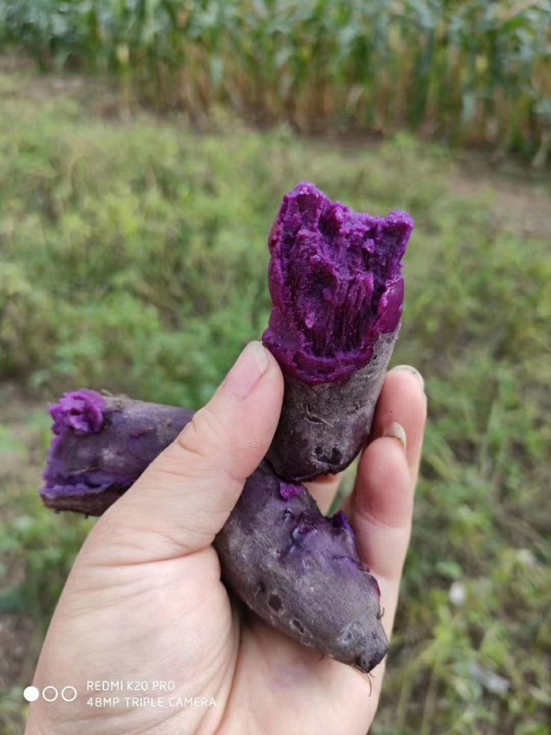 板栗紫薯10斤一件代发5斤3紫薯新鲜蜜薯紫心红薯批发