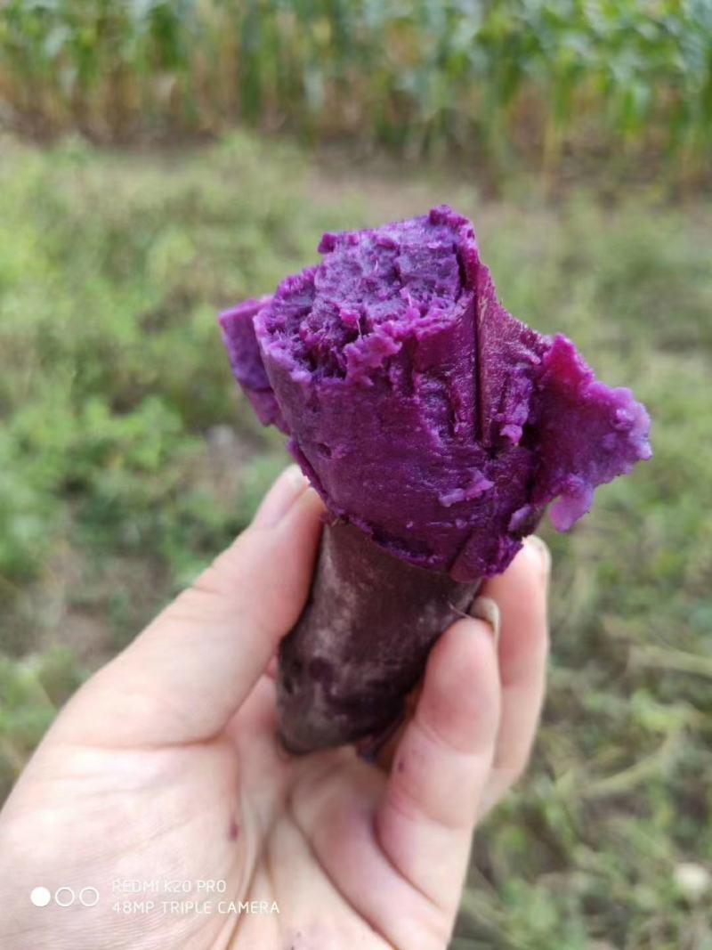 板栗紫薯10斤一件代发5斤3紫薯新鲜蜜薯紫心红薯批发