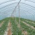 养殖大棚厂家直销养鸡大棚养养牛大棚蘑菇棚菌棚菌架