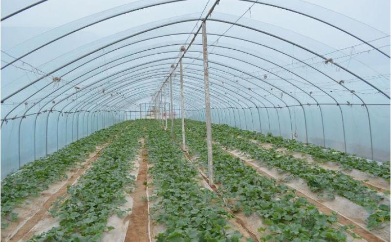 养殖大棚厂家直销养鸡大棚养养牛大棚蘑菇棚菌棚菌架