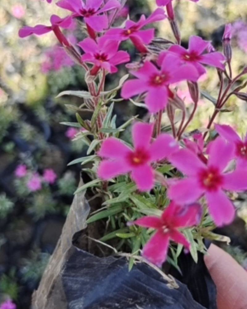 丛生福禄考芝樱多年生常绿耐寒宿根草本植物