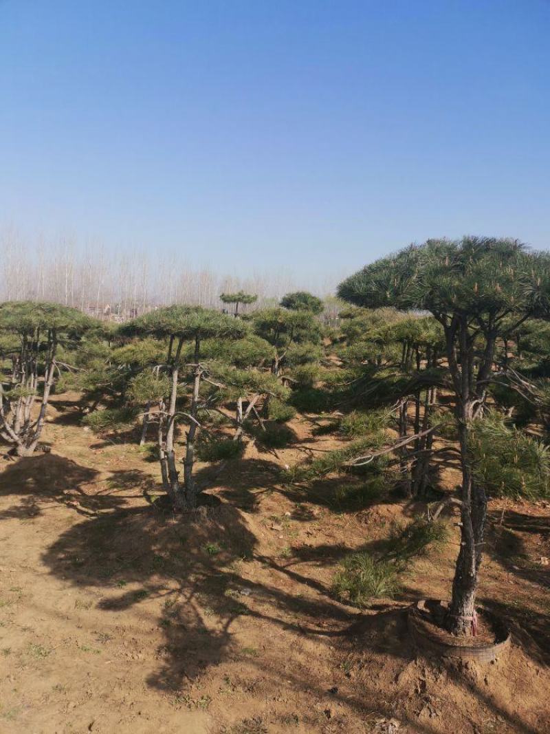 造型松造型松基地大量货源