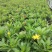 木春菊自产自销基地直销