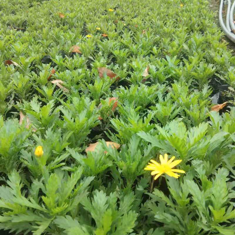 木春菊自产自销基地直销
