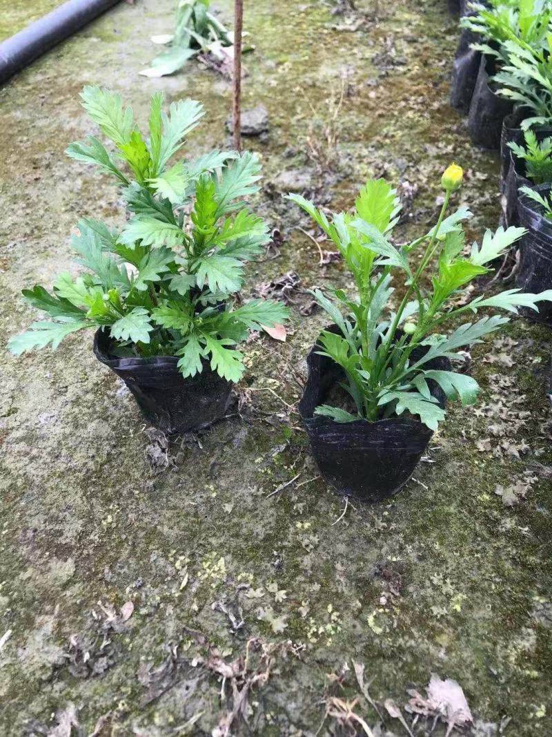 木春菊自产自销基地直销