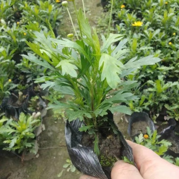 木春菊自产自销基地直销