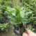 木春菊自产自销基地直销
