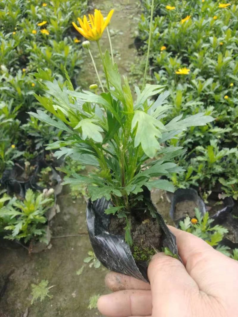 木春菊自产自销基地直销