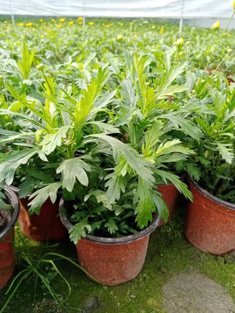 木春菊自产自销基地直销
