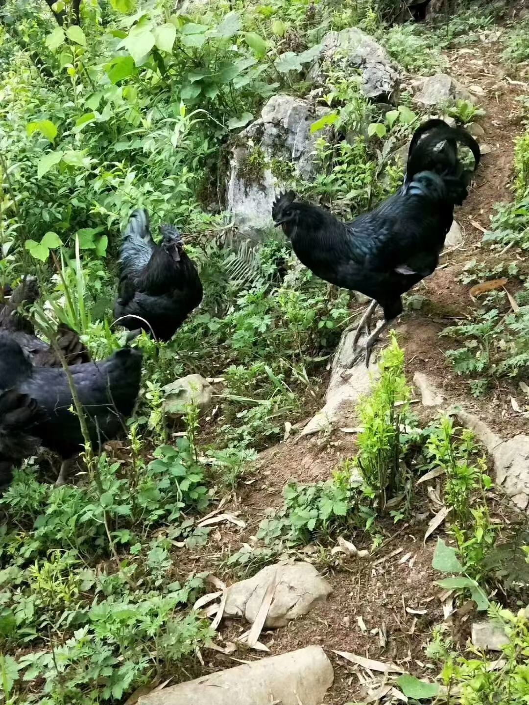 7囍哥三黄鸡黑鸡麻鸡乌骨鸡