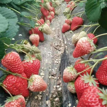 高品质草莓，色泽口感甜度，品质说话